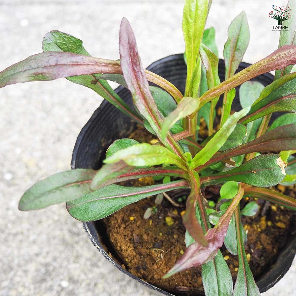 確認用ペンステモン ダークタワーズ しっかり株 大苗■Ｎｏ．１■ Ｎｏ．３ 楽天市場】ペンステモン 'ダーク タワーズ' : おぎはら植物園