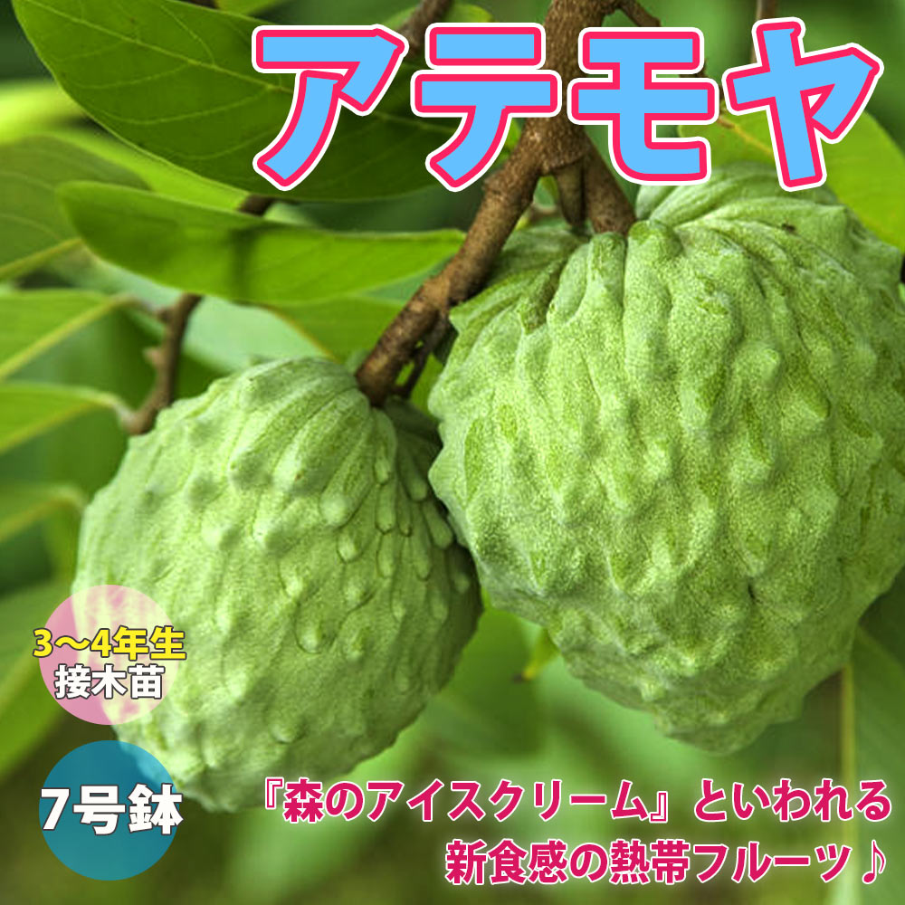 アテモヤ接木苗木　釋迦果 シャカトウ　森のアイスクリーム 鳳梨釋迦 希少 アテモヤ取木苗木(大) 釋迦頭シャカトウ 鳳梨釋迦 森の