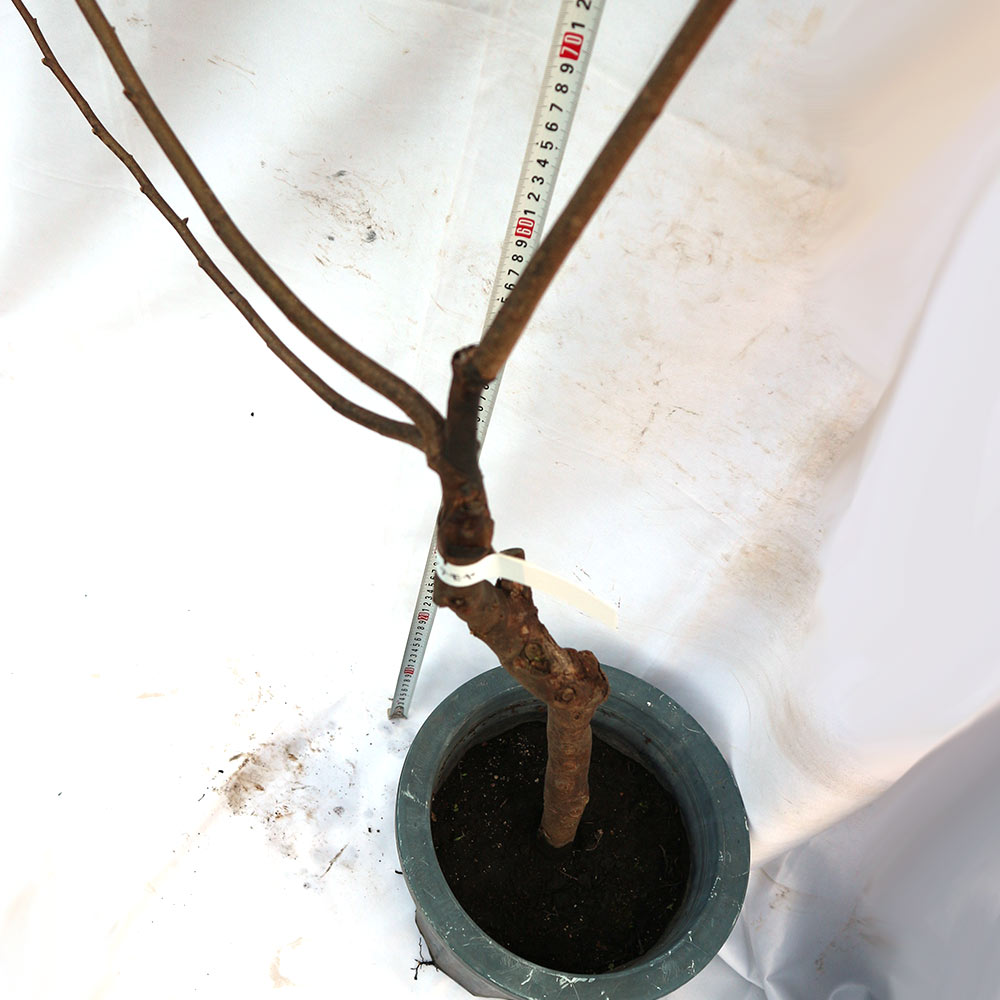 アテモヤの苗木【果樹苗／7号鉢接木苗／1個】｜ 【植物のITANSE