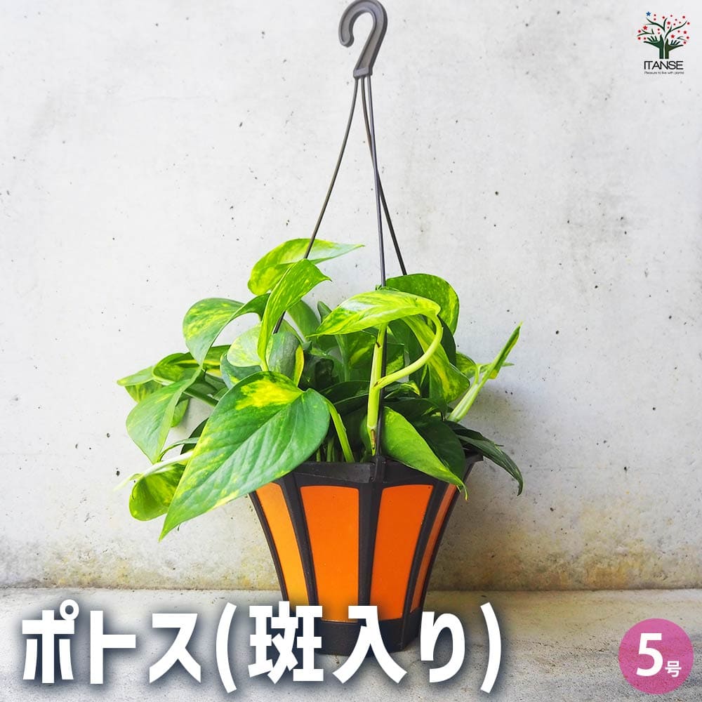 観葉植物 ポトス(斑入り) 【観葉植物 5号吊り鉢／1個売り】