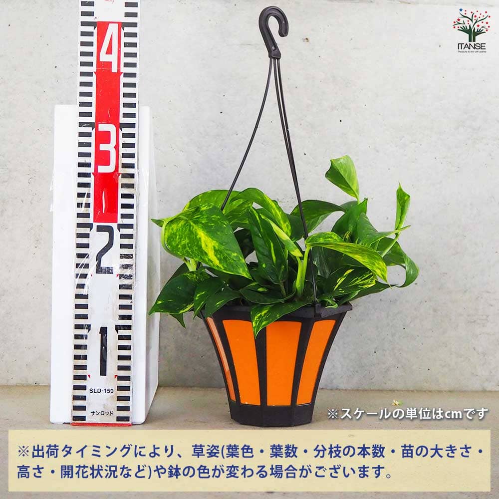 観葉植物 ポトス(斑入り) 【観葉植物 5号吊り鉢／1個売り】