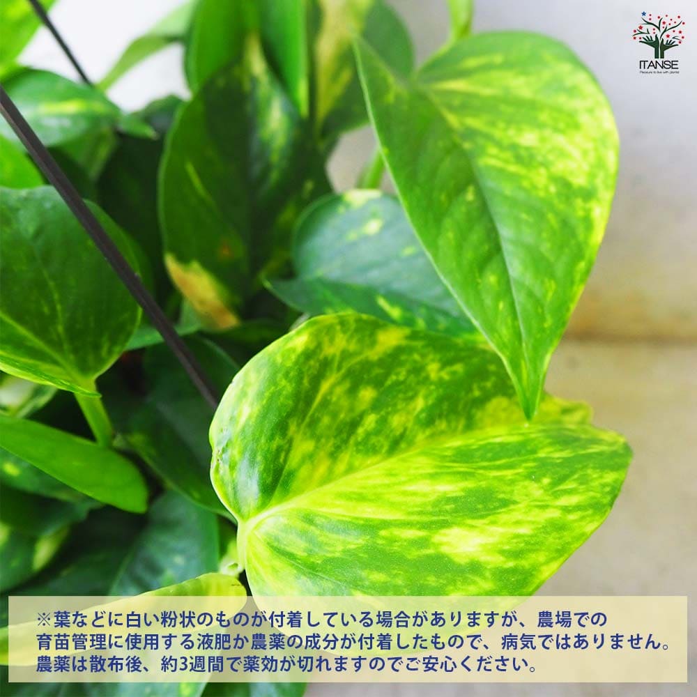 観葉植物 ポトス(斑入り) 【観葉植物 5号吊り鉢／1個売り】