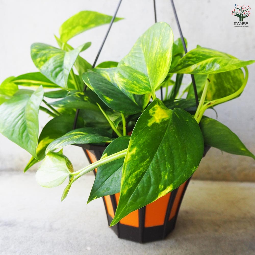 観葉植物 ポトス(斑入り) 【観葉植物 5号吊り鉢／1個売り】