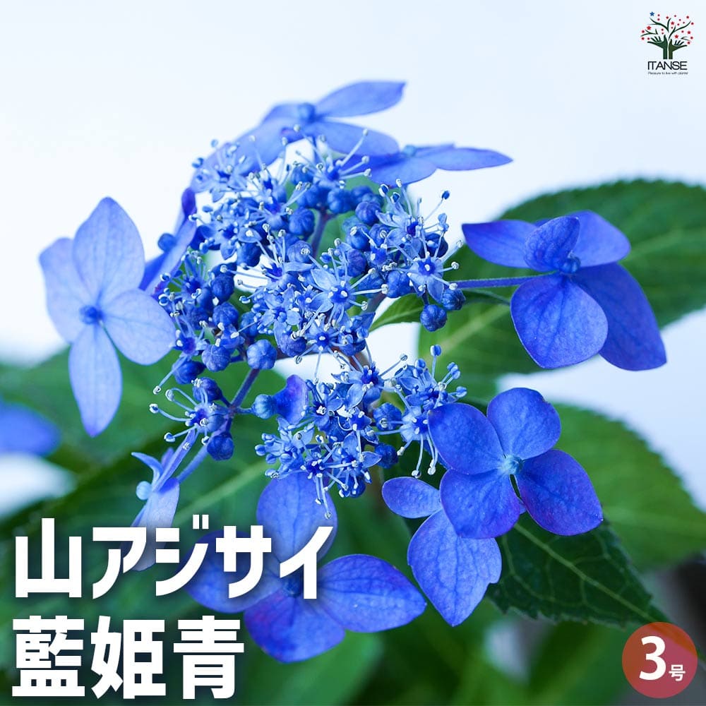 山アジサイ 藍姫青 【花木苗 3号ポット】｜ 【植物のITANSE
