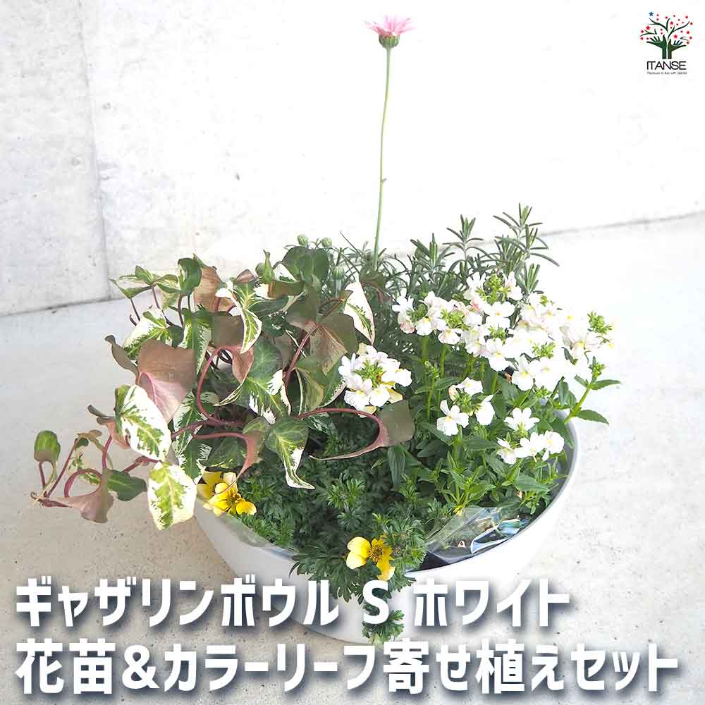 ギャザリン ボウル ホワイト 【資材 Sサイズ 季節の花苗＆カラーリーフ寄せ植え風 投げ込みBセット】