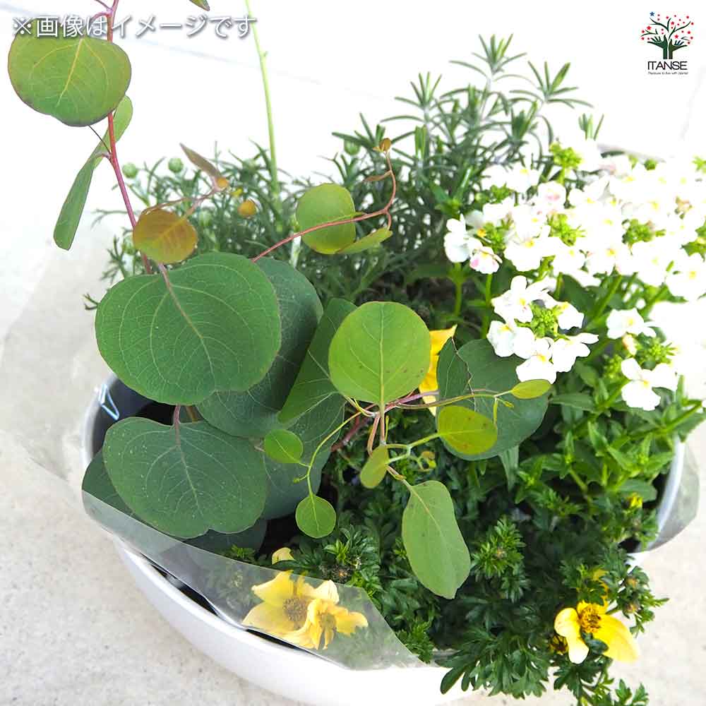 ギャザリン ボウル ホワイト 【資材 Sサイズ 季節の花苗＆カラーリーフ寄せ植え風 投げ込みBセット】