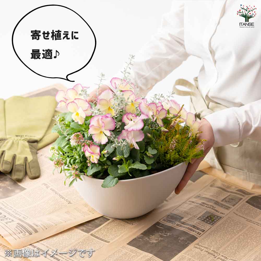 ギャザリン ボウル ホワイト 【資材 Sサイズ 季節の花苗＆カラーリーフ寄せ植え風 投げ込みBセット】