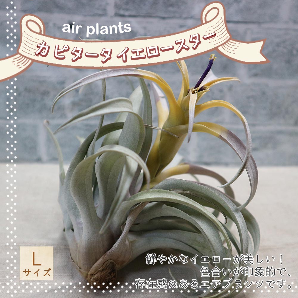 エアープランツ チランジア カピタータ イエロースター Lサイズ【幅約27cm×高さ約20cm Lサイズ/1個】