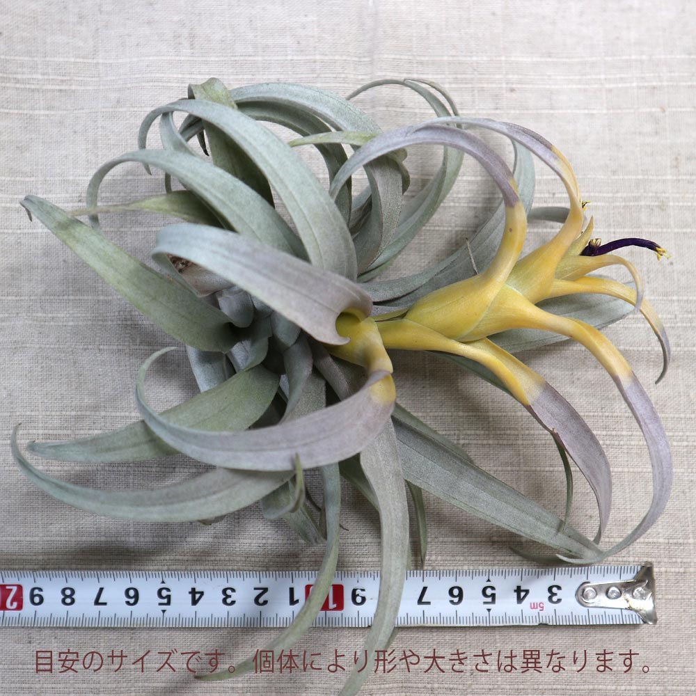 エアープランツ チランジア カピタータ イエロースター Lサイズ【幅約27cm×高さ約20cm Lサイズ/1個】