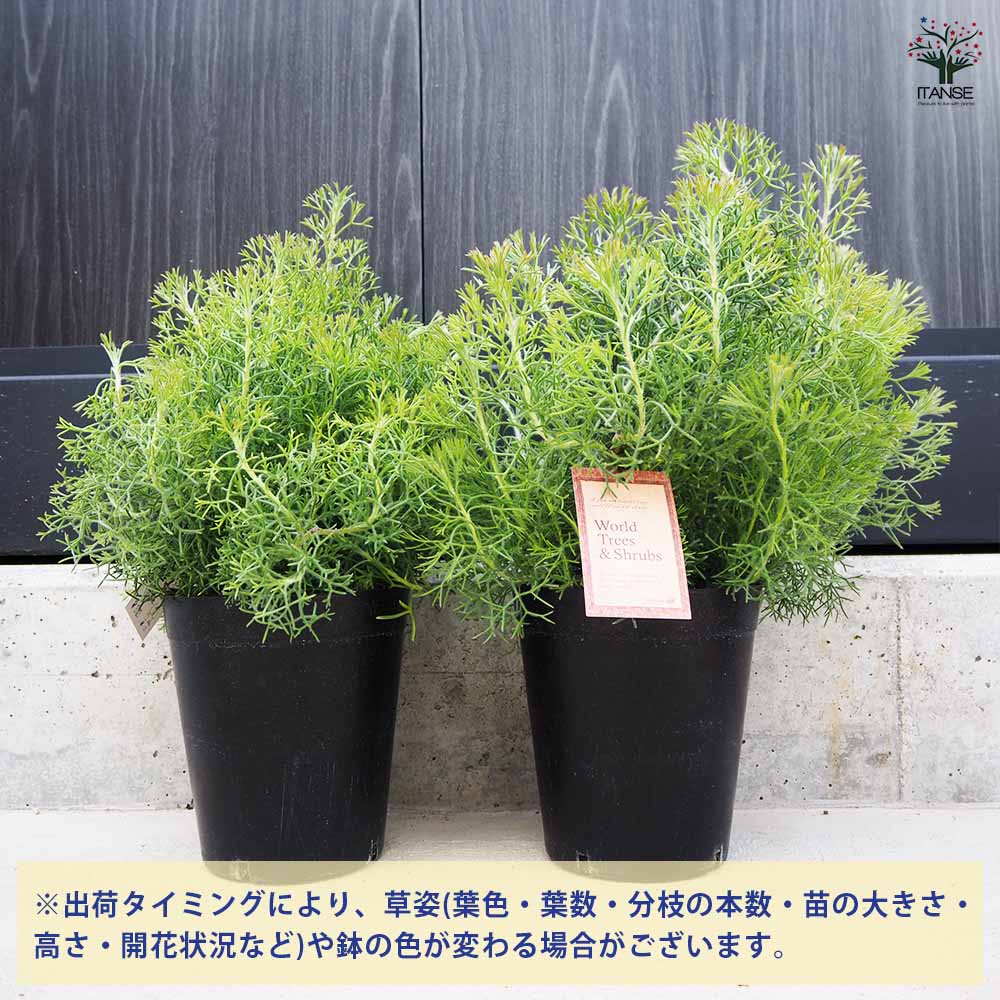 イソポゴン ドワーフグレイ 【花木苗 6号／1個売り】