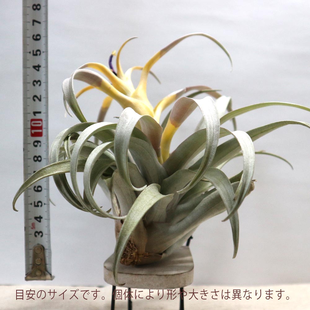 エアープランツ チランジア カピタータ イエロースター Lサイズ【幅約27cm×高さ約20cm Lサイズ/1個】