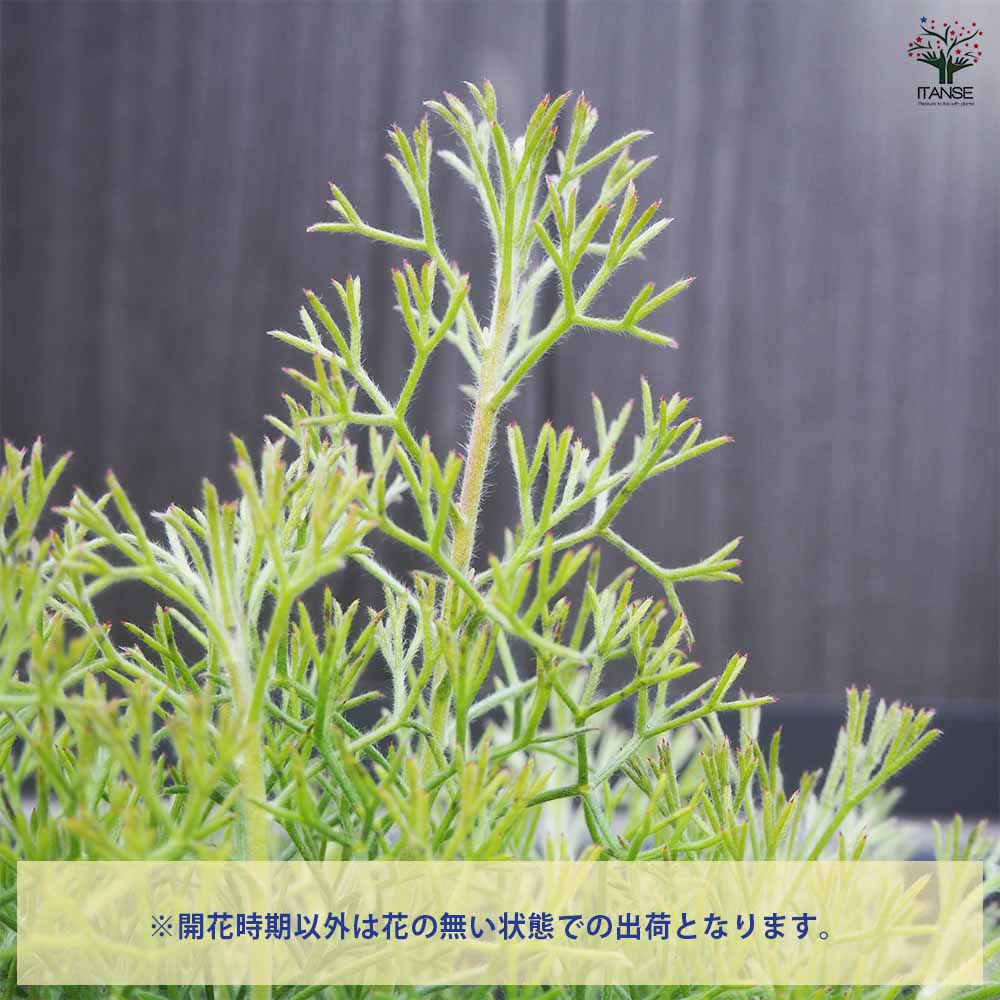 イソポゴン ドワーフグレイ 【花木苗 6号／1個売り】