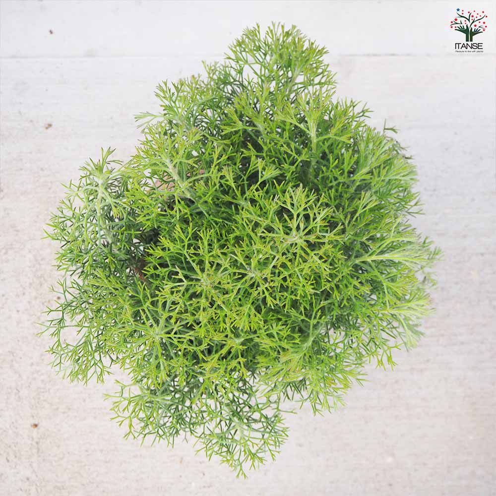 イソポゴン ドワーフグレイ 【花木苗 6号／1個売り】