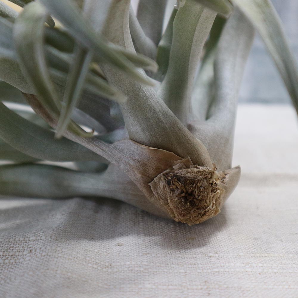 Itanse良品ｾﾚｸﾄ通販