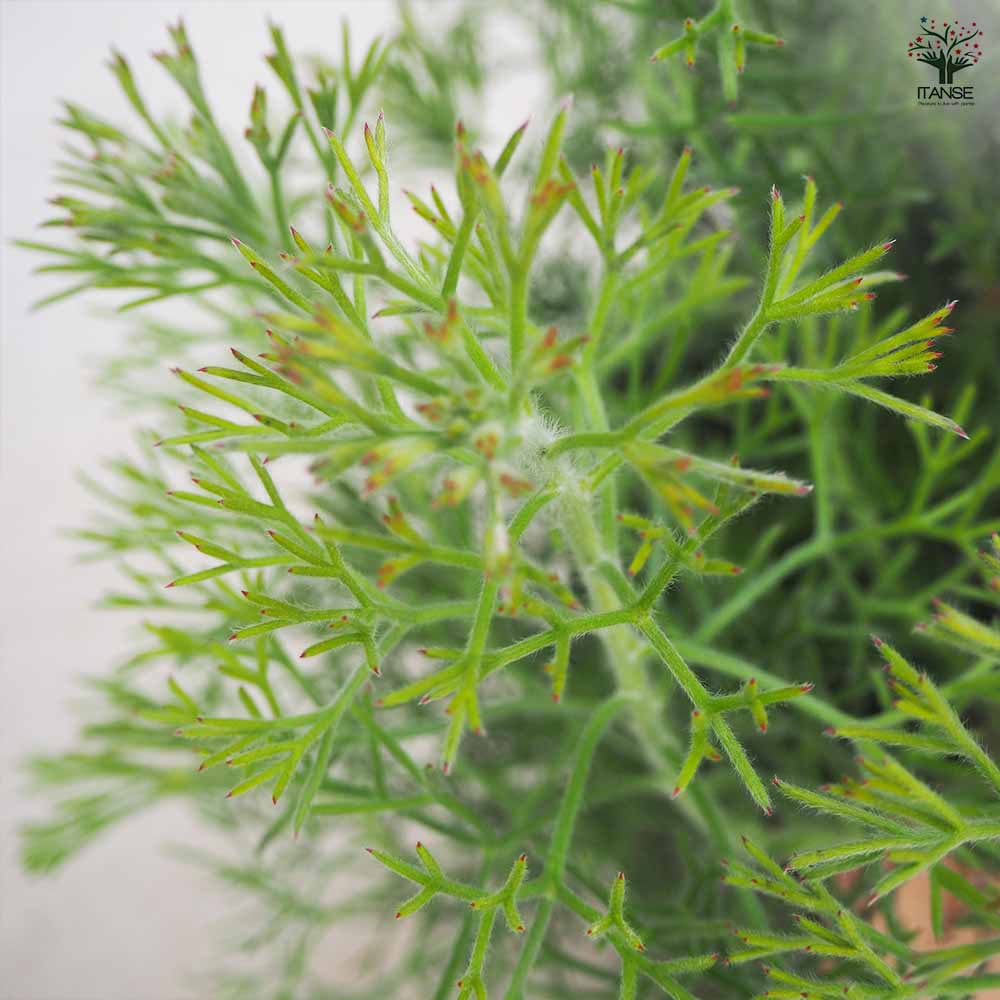 イソポゴン ドワーフグレイ 【花木苗 6号／1個売り】