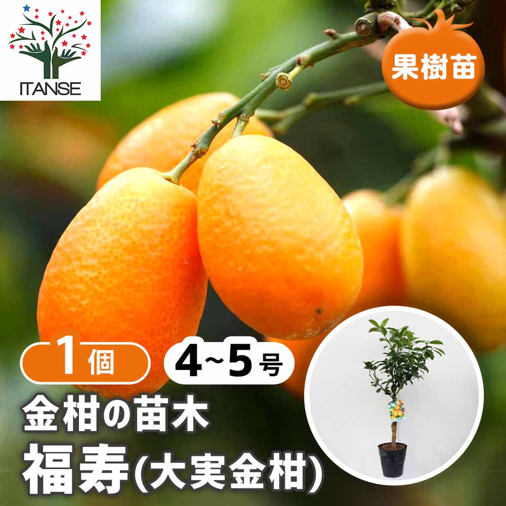 金柑の苗木 福寿【果樹苗 接木苗 4～5号／1個売り】