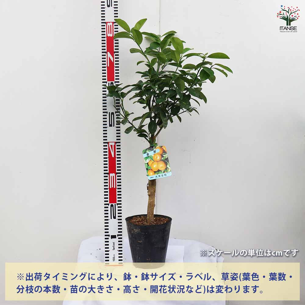 金柑の苗木 福寿【果樹苗 接木苗 4～5号／1個売り】