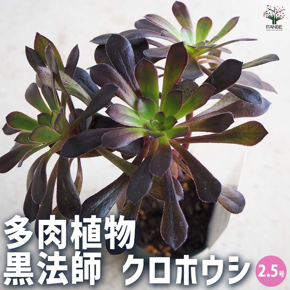 多肉植物 黒法師 【多肉植物 2.5号/1個売り】
