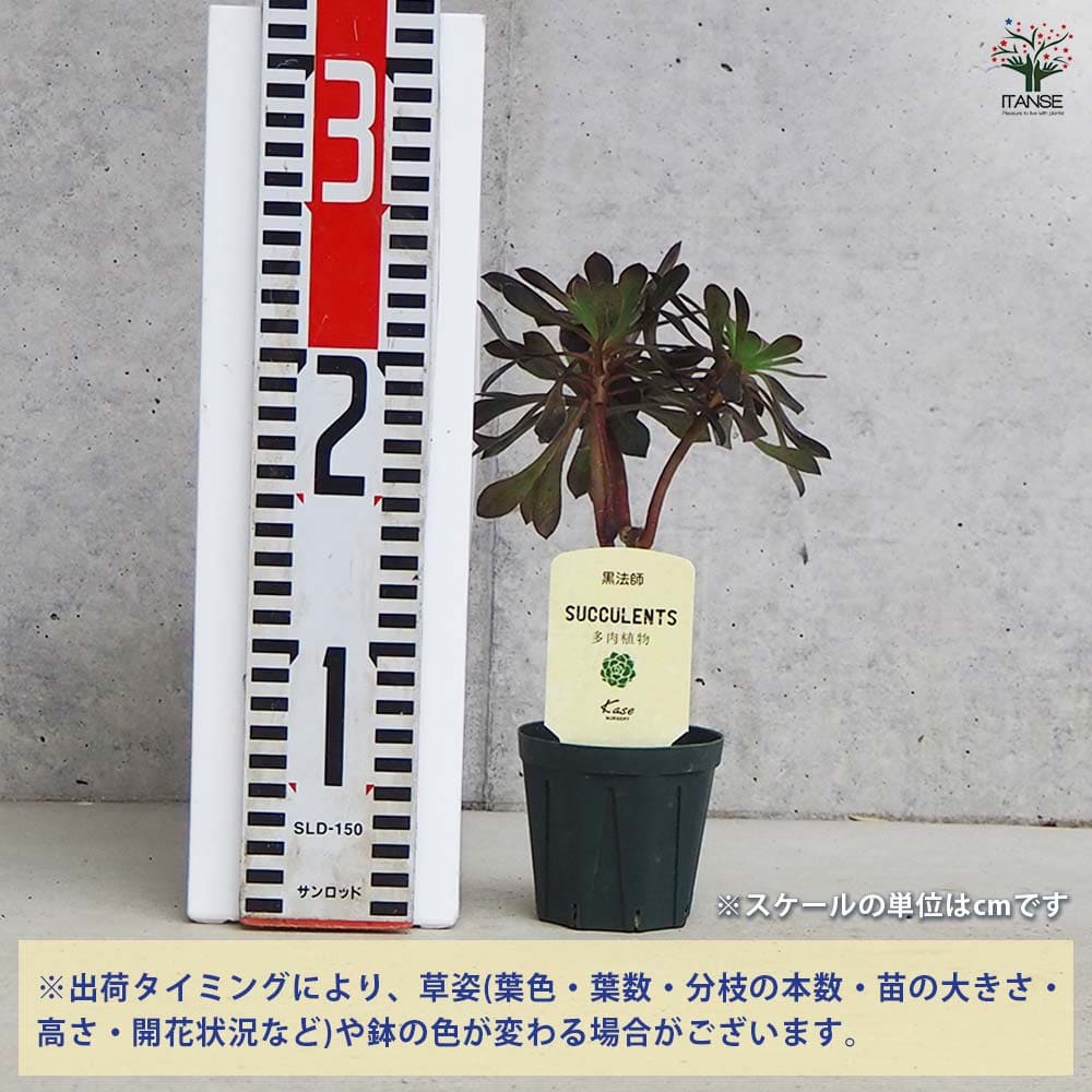 多肉植物 黒法師 【多肉植物 2.5号/1個売り】