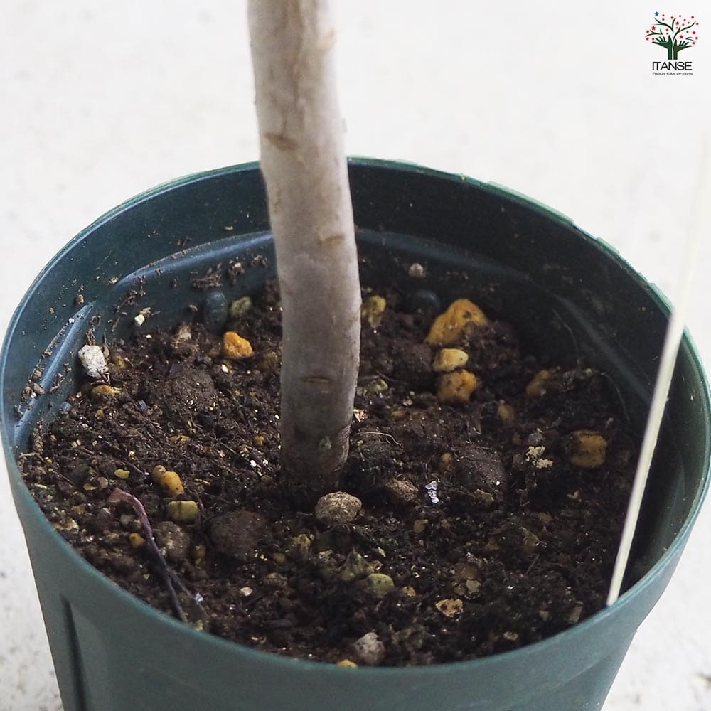 多肉植物 黒法師 【多肉植物 2.5号/1個売り】