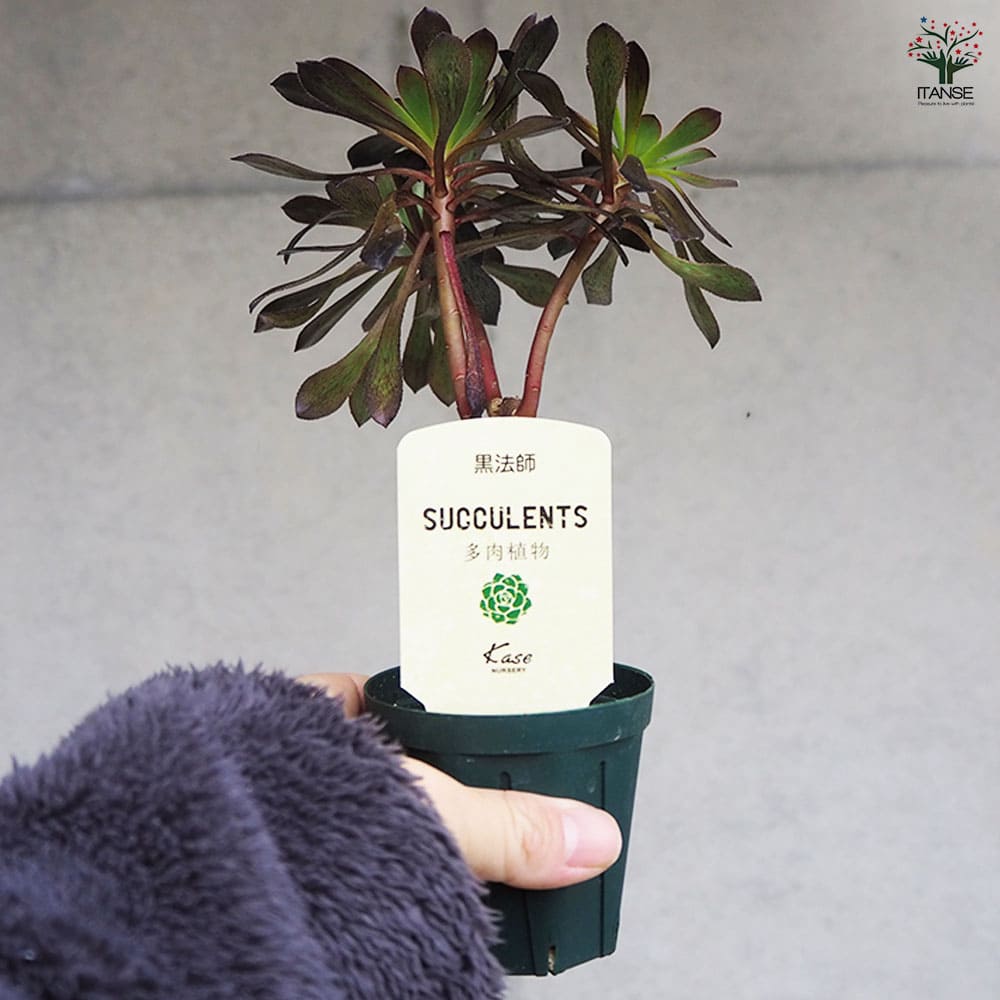 多肉植物 黒法師 【多肉植物 2.5号/1個売り】
