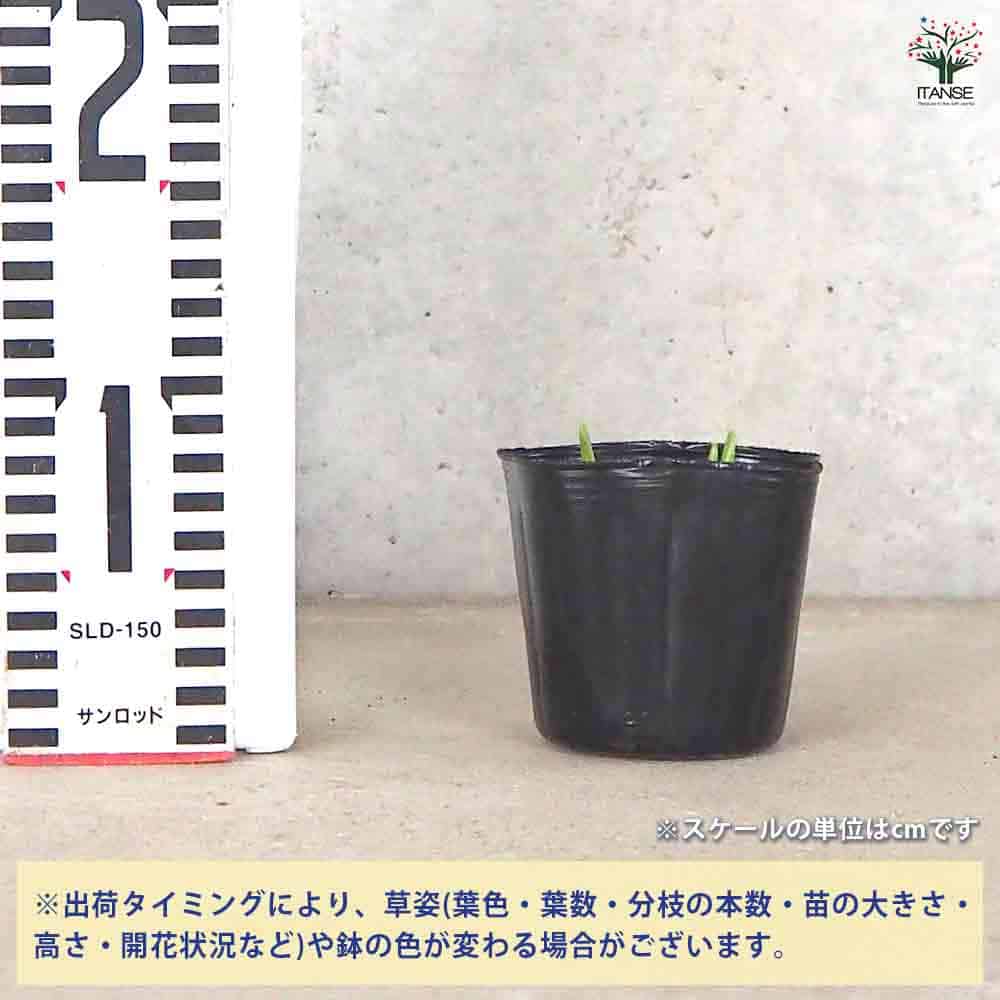 原種系チューリップ ライラックワンダー 芽出し苗 【花苗 3号ポット】