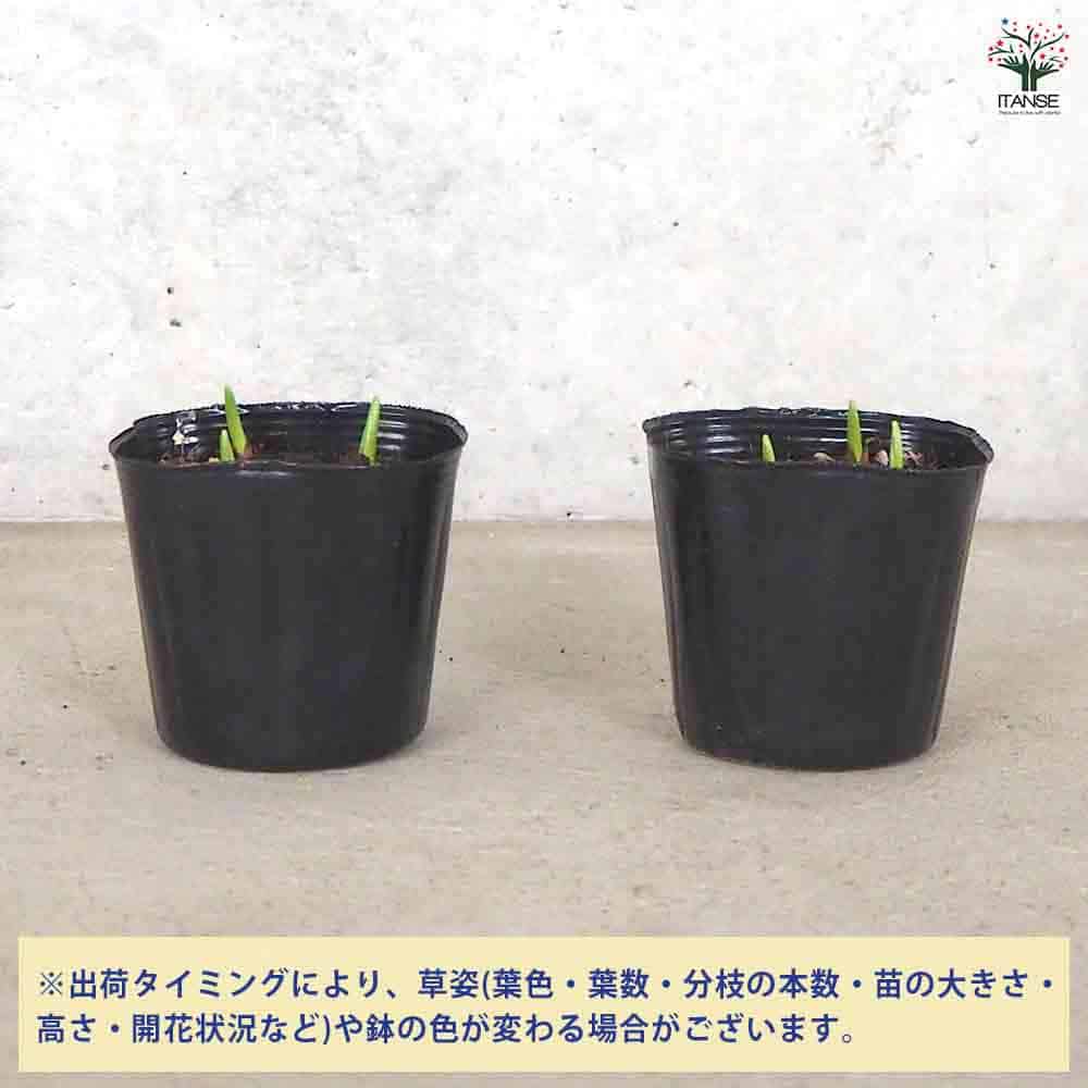 原種系チューリップ ライラックワンダー 芽出し苗 【花苗 3号ポット
