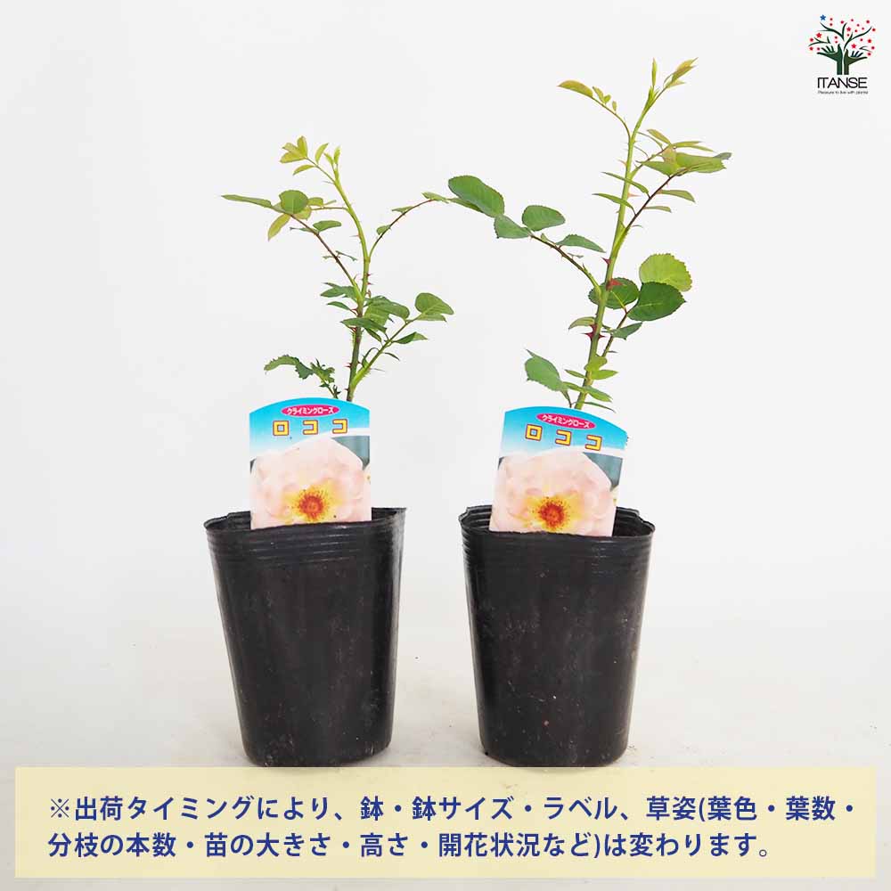 ロココクライミングローズ 薔薇【花苗 4号ポット／1個売り】｜ 【植物