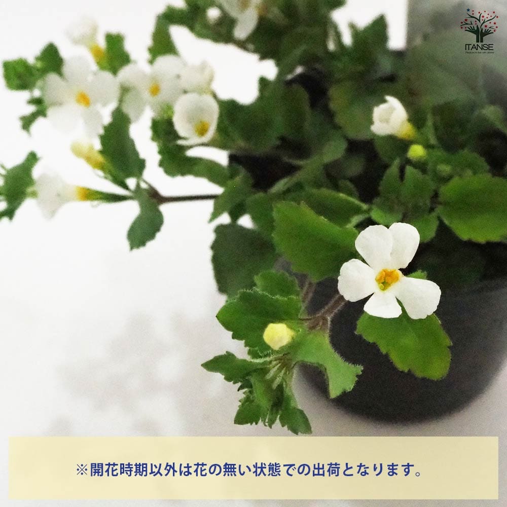 バコパ ブリザード2個～ 【花苗 3号】｜ 【植物のITANSE】全品