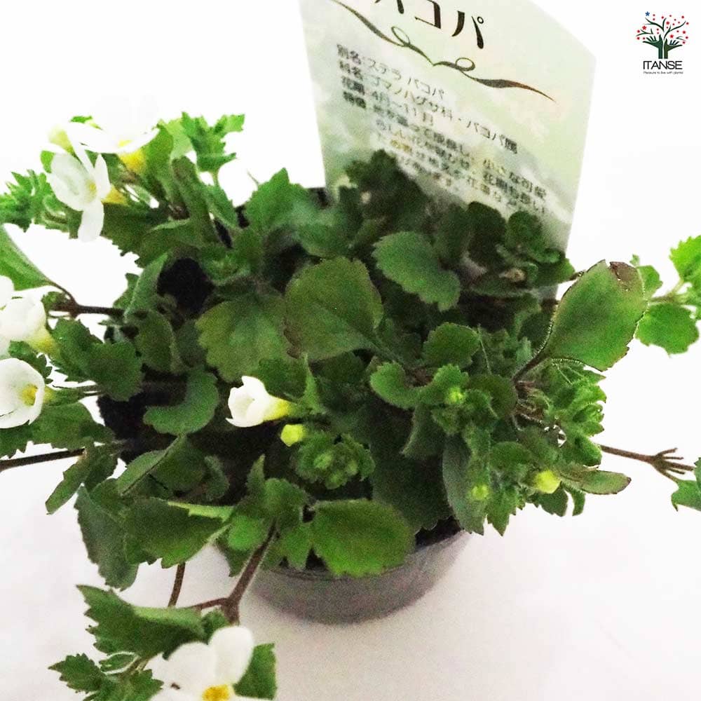 バコパ ブリザード2個～ 【花苗 3号】｜ 【植物のITANSE】全品