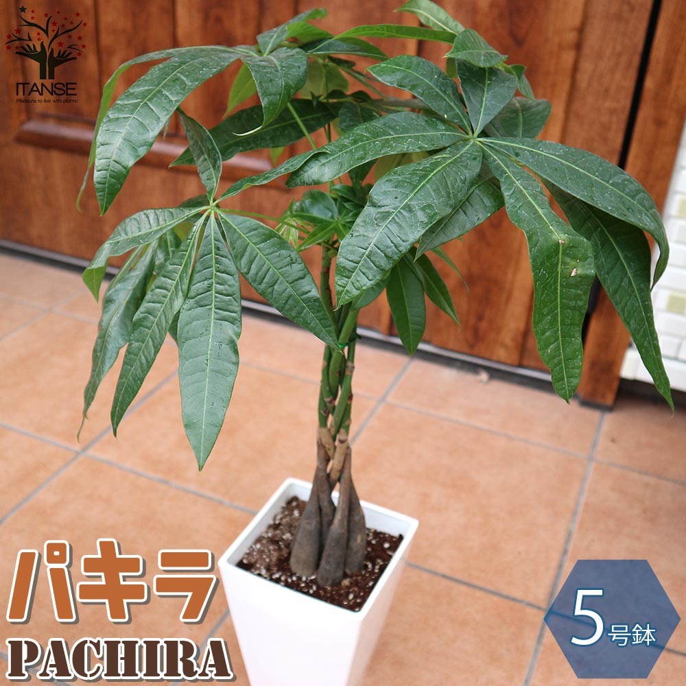 パキラ 。５個編み。観葉植物。鉢ごと無料で発送致します。 パキラ 。 観葉植物。観葉植物。鉢ごと無料で発送致します。