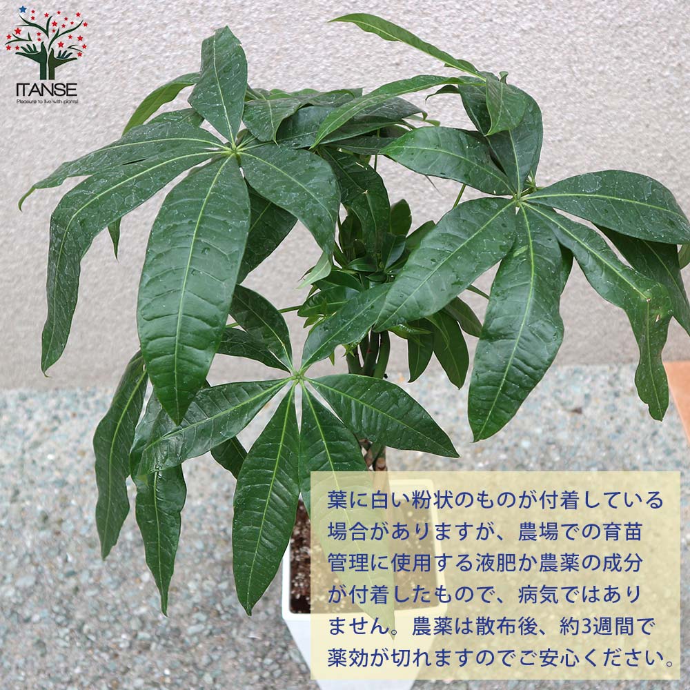 パキラ編み リビングやオフィス向きサイズ【観葉植物 スクエア5号鉢／1