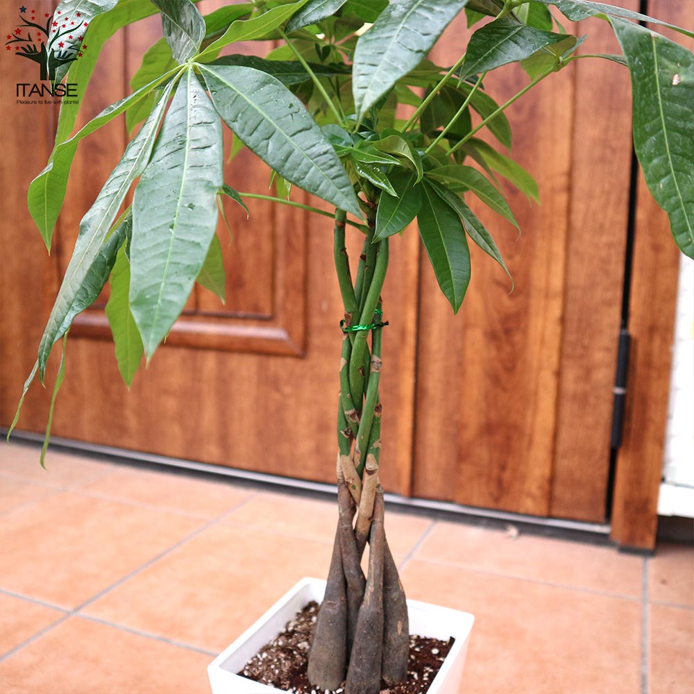 編み込みパキラ ハイミニ苗 3号 9f 観葉植物 ハイドロカルチャー 水耕栽培 インテリアグリーン 人気