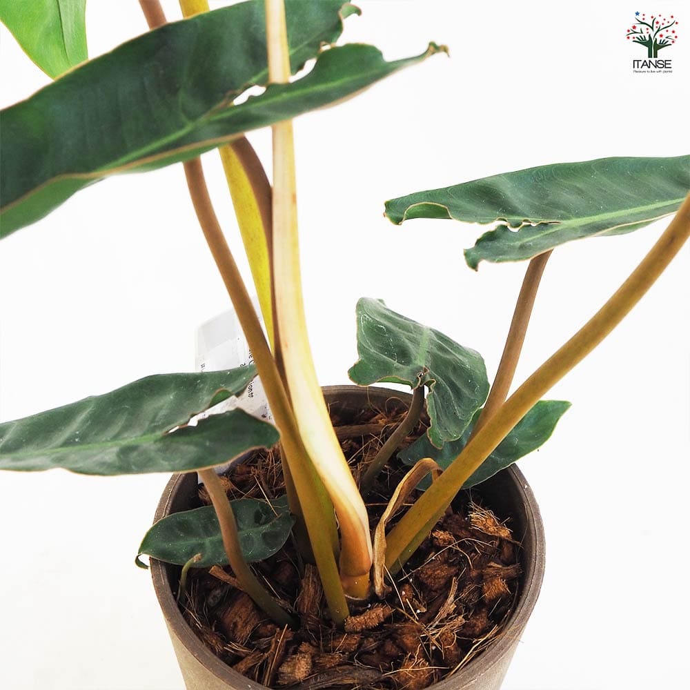 フィロデンドロン ビレッタエ 受皿付き 【観葉植物 5号鉢／1個