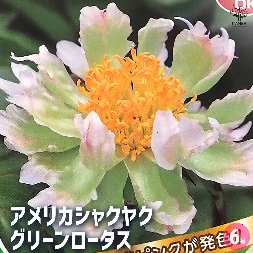 アメリカシャクヤク グリーンロータス 【花木苗 6号／1個売り