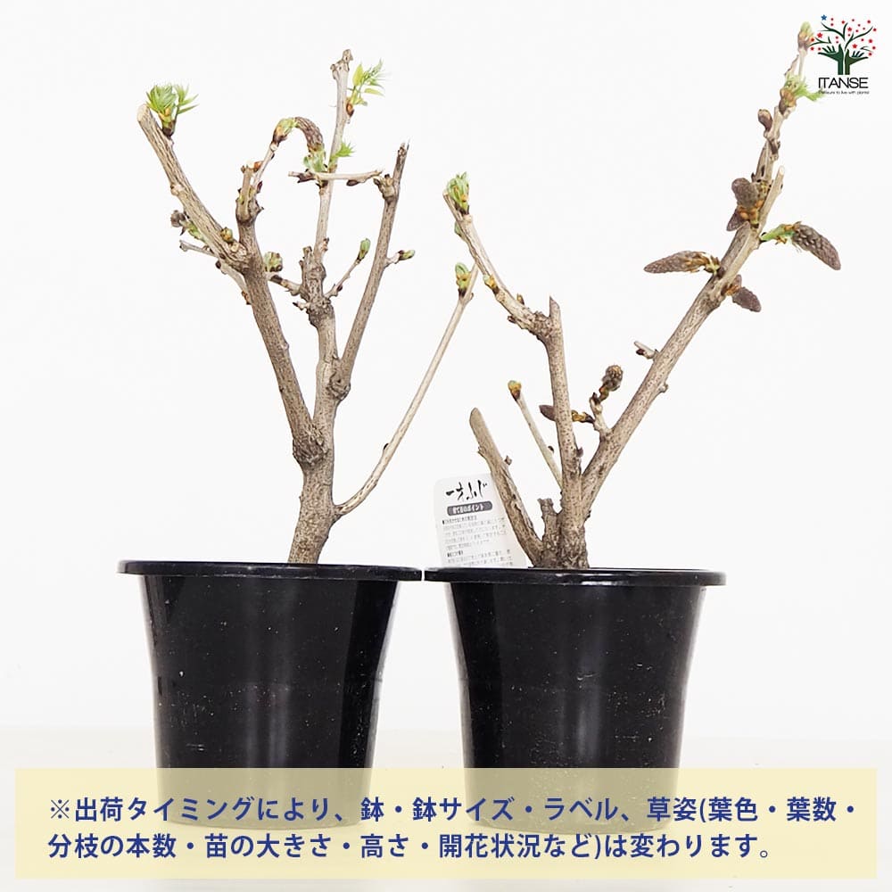 一才藤 【花木苗 5号／1個売り】｜ 【植物のITANSE】全品送料
