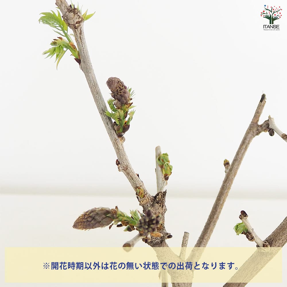一才藤 【花木苗 5号／1個売り】｜ 【植物のITANSE】全品送料