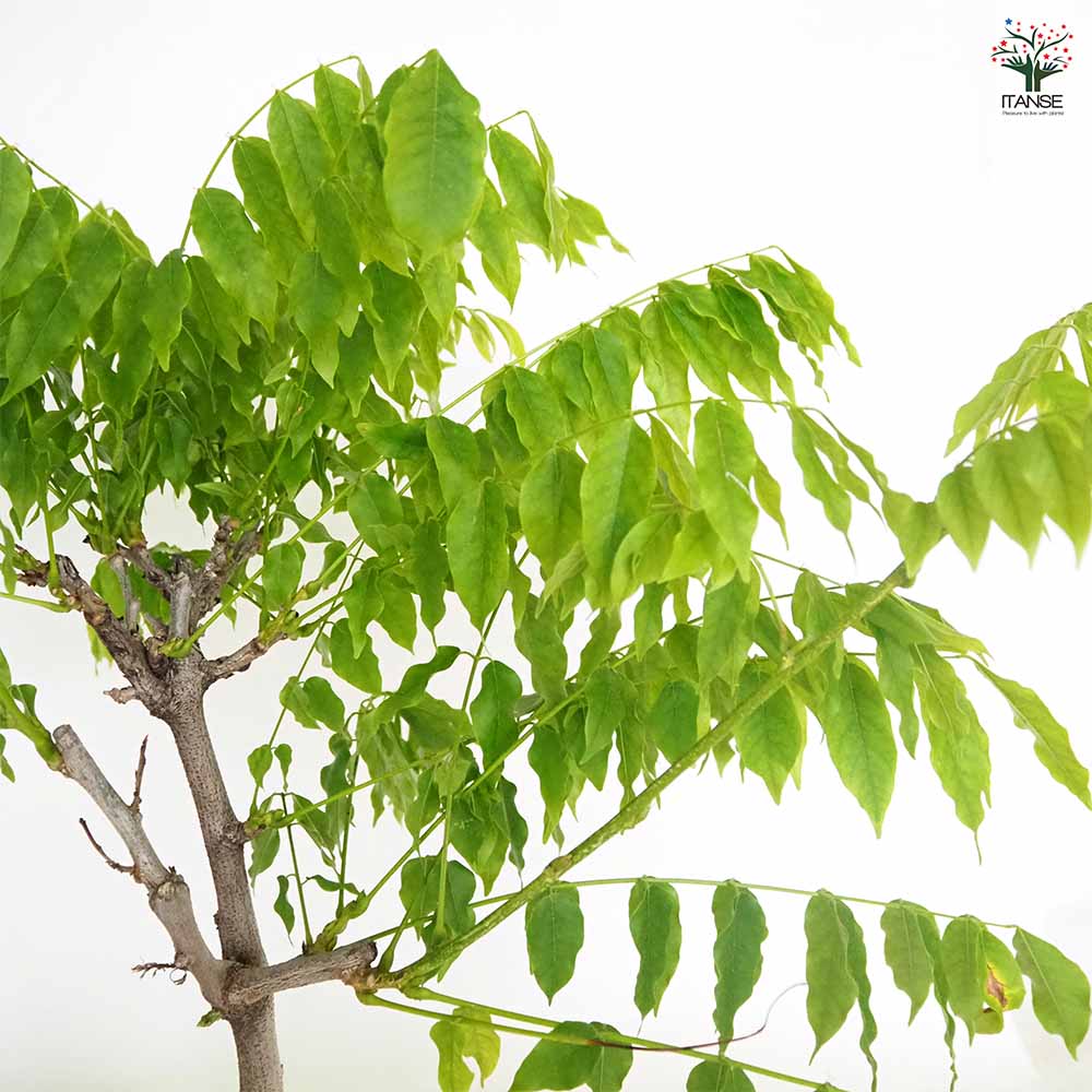 一才藤 【花木苗 5号／1個売り】｜ 【植物のITANSE】全品