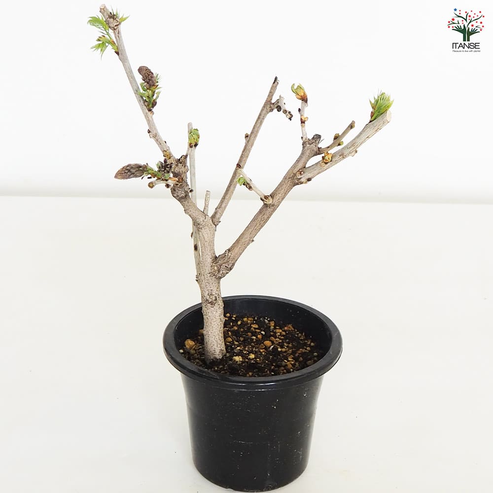 一才藤 【花木苗 5号／1個売り】｜ 【植物のITANSE】全品送料