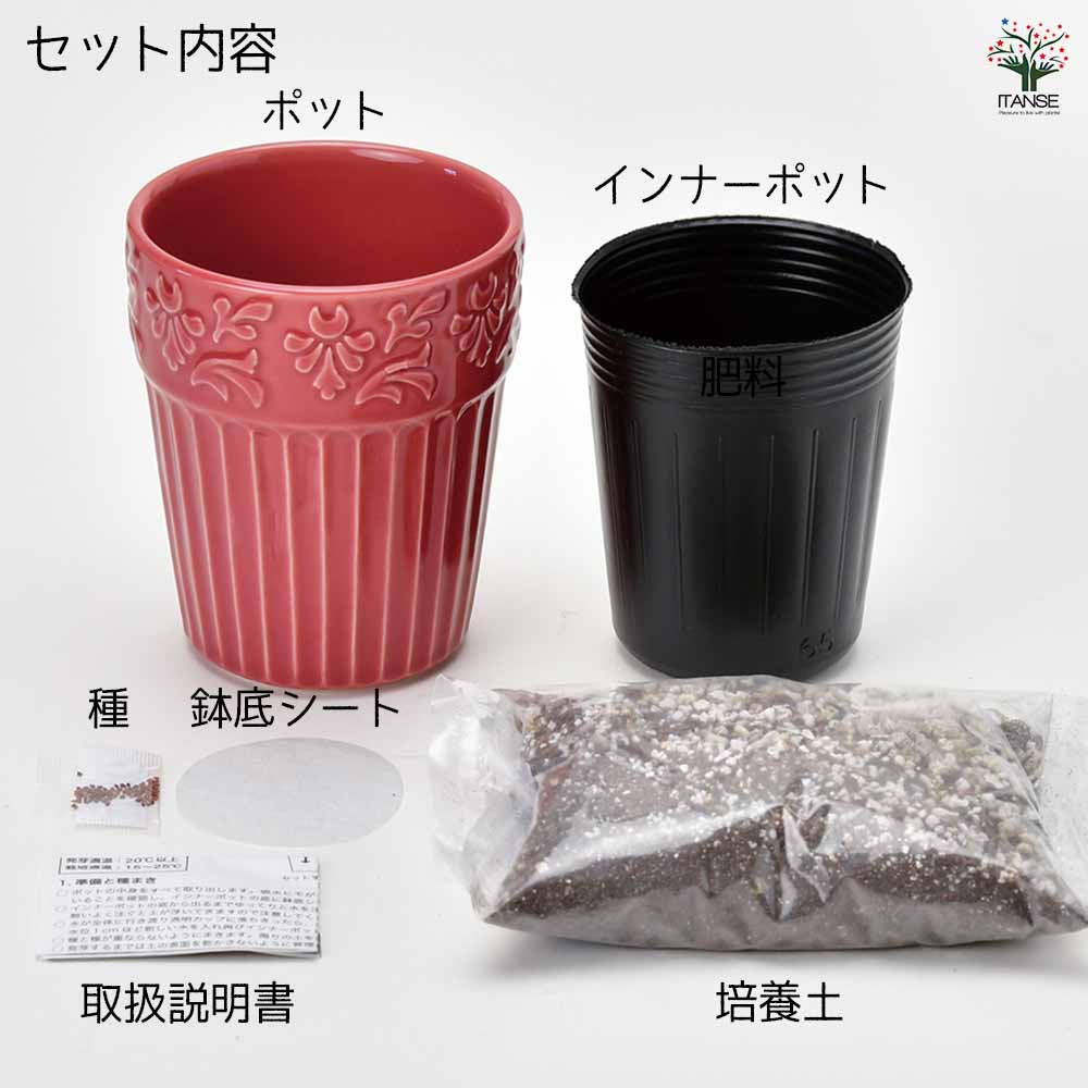 サイカスデソラタ（4苗セット） サイカスデソラタ（4苗セット）