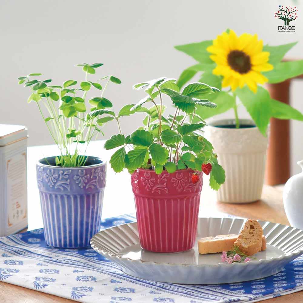 栽培セット グレイスガーデン｜ 【植物のITANSE】全品送料無料