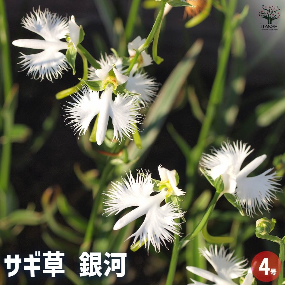 サギソウ。100本苗 imgrc0107480338.jpg