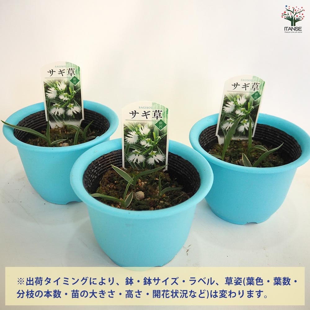 サギソウ。100本苗 サギ草 銀河 【花苗 4号】｜ 【植物のITANSE】全品送料