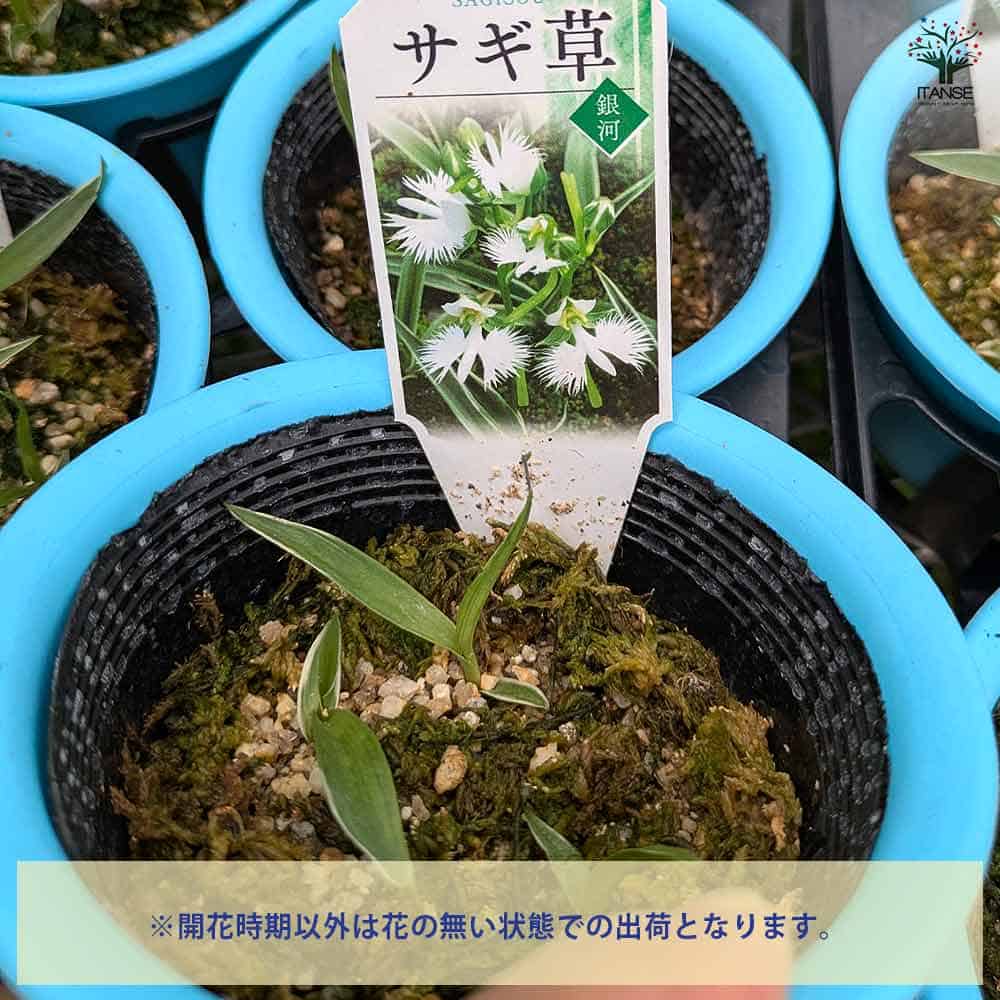 サギ草 銀河 【花苗 4号】｜ 【植物のITANSE】全品送料