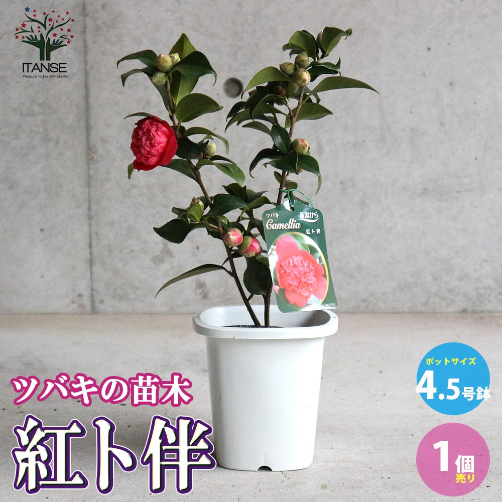 椿 紅卜伴(べにぼくはん) 【庭木 4.5号鉢／1個売り】｜ 【植物の