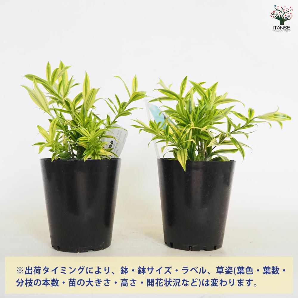 ドラセナ スルクロサ ファニータ 【観葉植物 4号】｜ 【植物の
