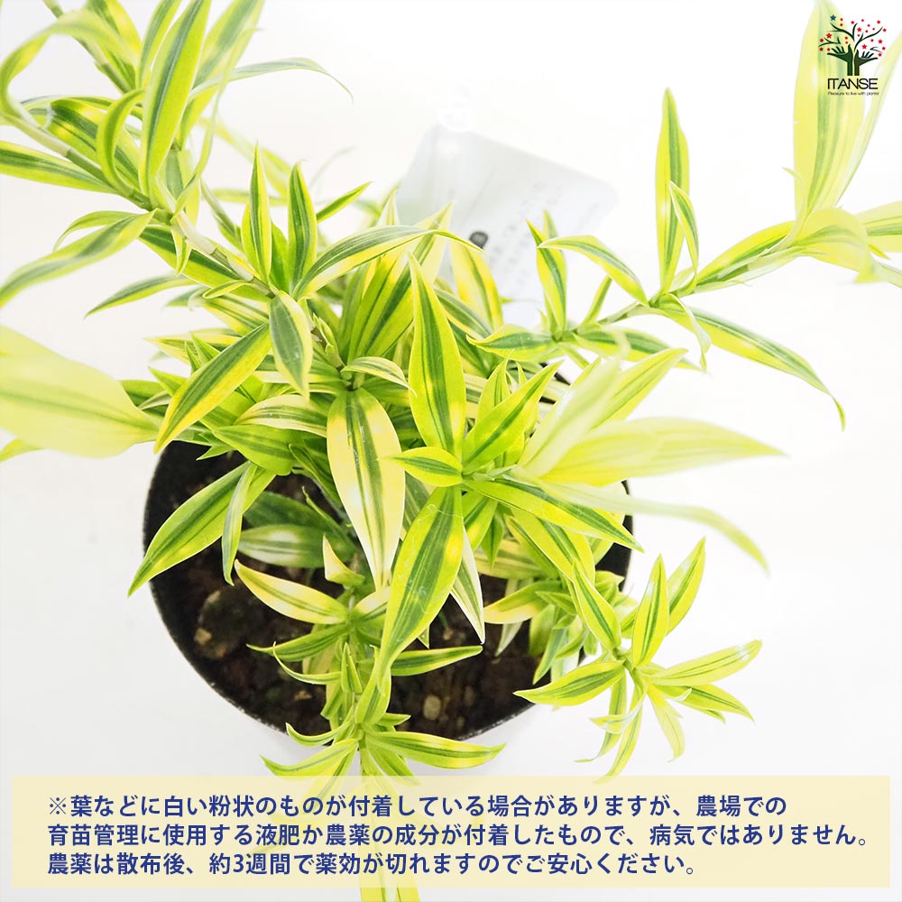 ドラセナ スルクロサ ファニータ 【観葉植物 4号】｜ 【植物の