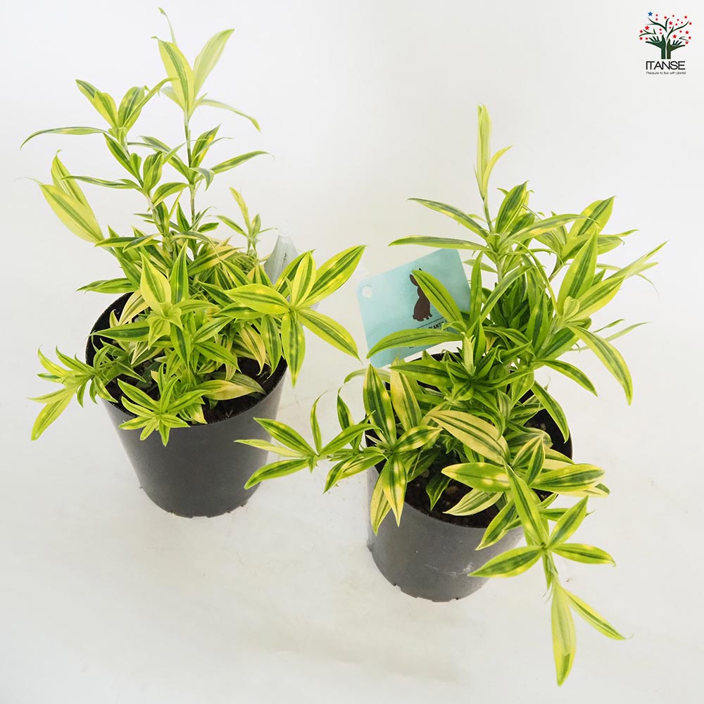 ドラセナ スルクロサ　ファニータ 【観葉植物 4号】