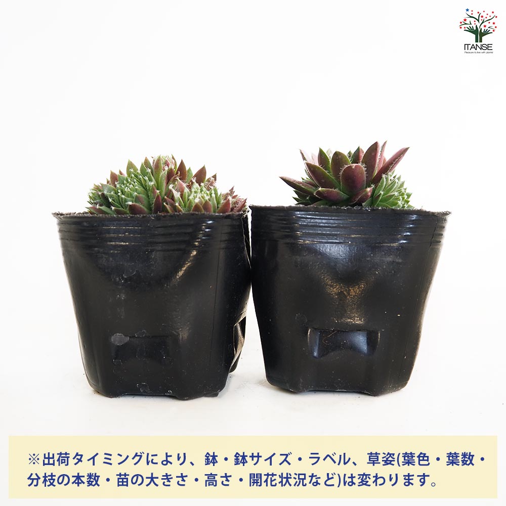 センペルビウム レグニ 【多肉植物 3号】｜ 【植物のITANSE
