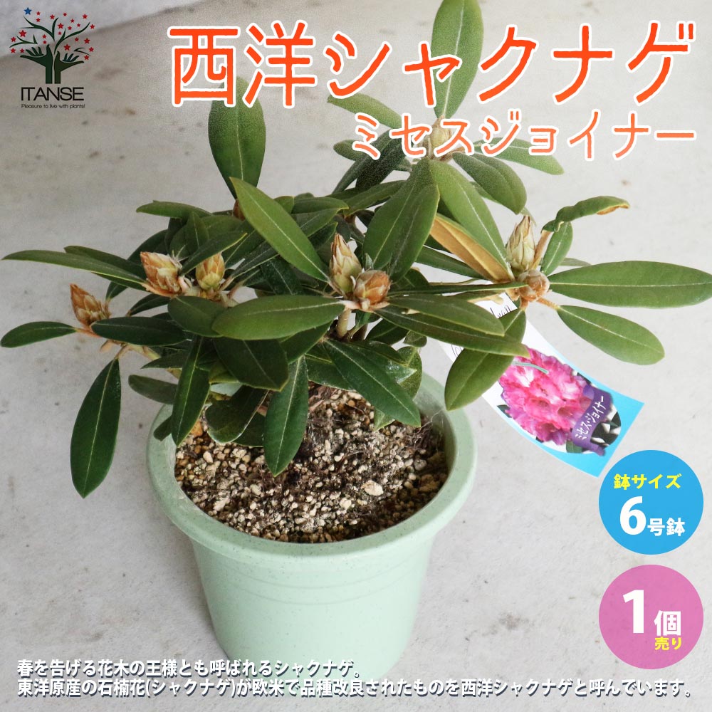 西洋シャクナゲ　石楠花 9号鉢　蕾付き　5年生 楽天市場】予約販売 シャクナゲ 太陽 5号鉢 開花予定株 西洋